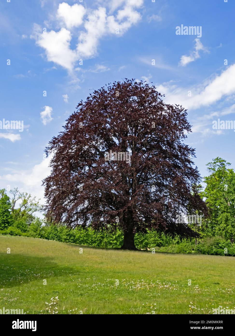 Faggio di rame di grandi dimensioni (Fagus sylvatica F. purpurea) in un parco Foto Stock