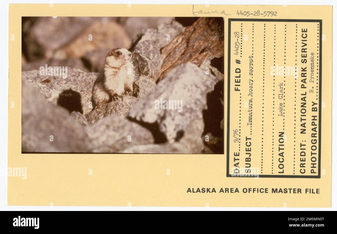 Marmotta mugolosa immatura. Alaska Task Force fotografie Foto Stock