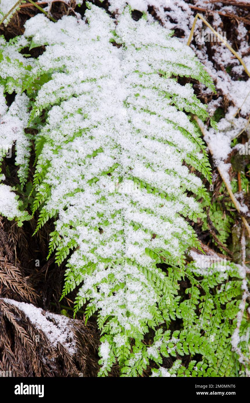 Sciabola asiatica felce Polystichum neolobatum coperto di neve. Parco Nazionale di Joshinetsu-Kogen. Regione di Chubu. Giappone. Foto Stock