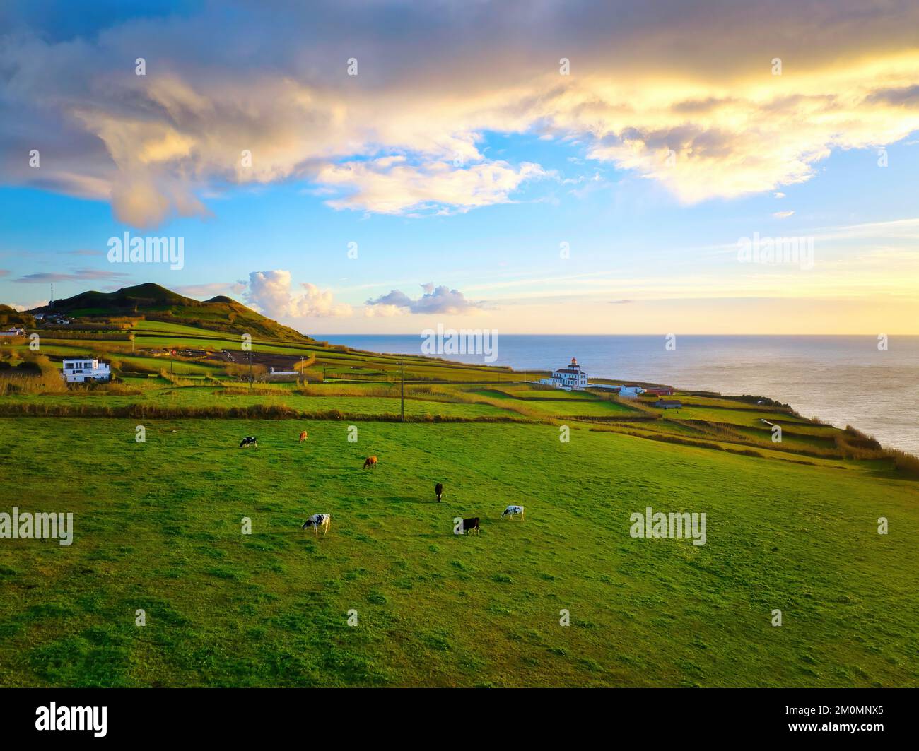 Mucche pascolano su un lussureggiante pascolo estivo durante il tramonto, erba verde, cielo colorato, isole Azzorre Foto Stock