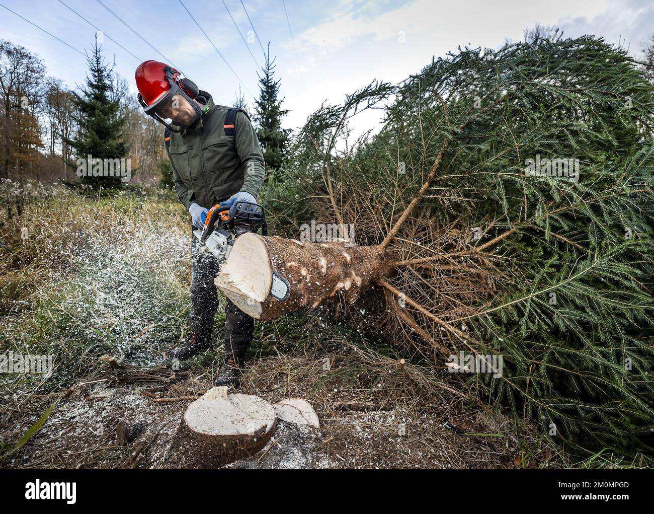 BANT - Paesi Bassi, 07/12/2022, Un ranger forestale taglia un albero di Natale nel Kuinderbos. L'albero sarà collocato nella sala della Camera dei rappresentanti. ANP REMKO DE WAAL olanda fuori - belgio fuori Foto Stock