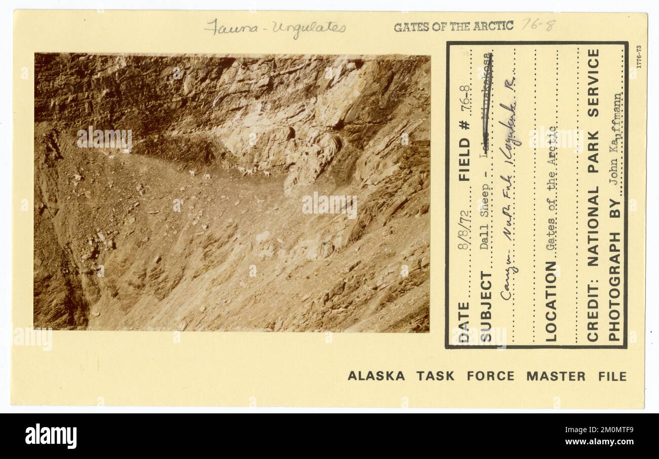 Pecora dall - Canyon North Fork Koyukuk River. Alaska Task Force fotografie Foto Stock