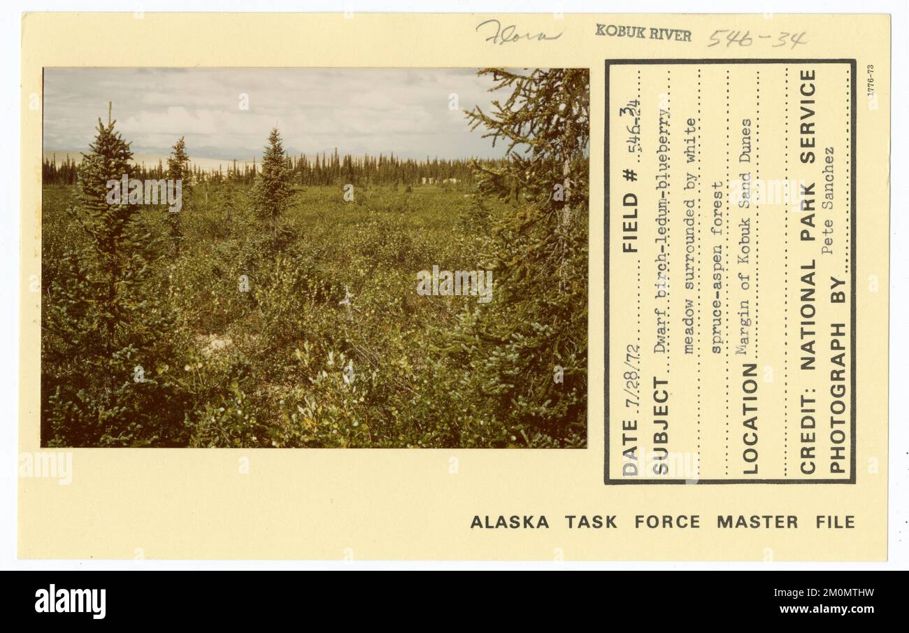 Prato nana di betulla-ledum-mirtillo circondato da una foresta bianca di aspen di abete rosso. Alaska Task Force fotografie Foto Stock