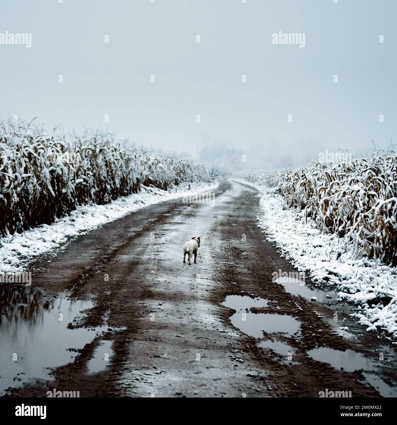 Campo di mais innevato in inverno. Solitario cane bianco su strada sporca. Vista sulla campagna agricola. Fotografia cinematografica Foto Stock