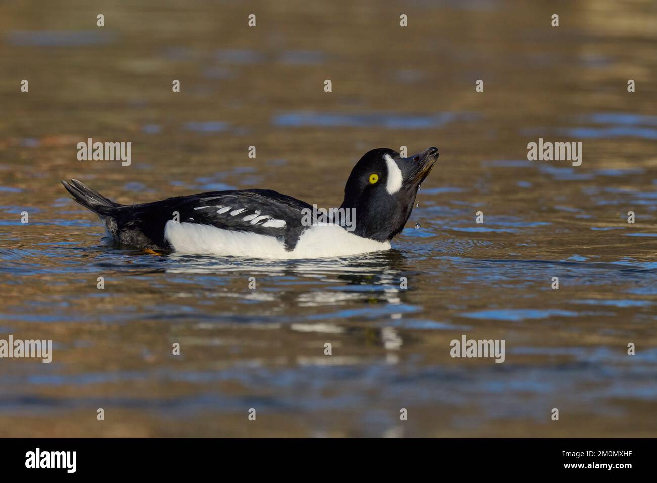 Barrow's Goldeneye (Bucephala islandica) Sacramento County California USA Foto Stock