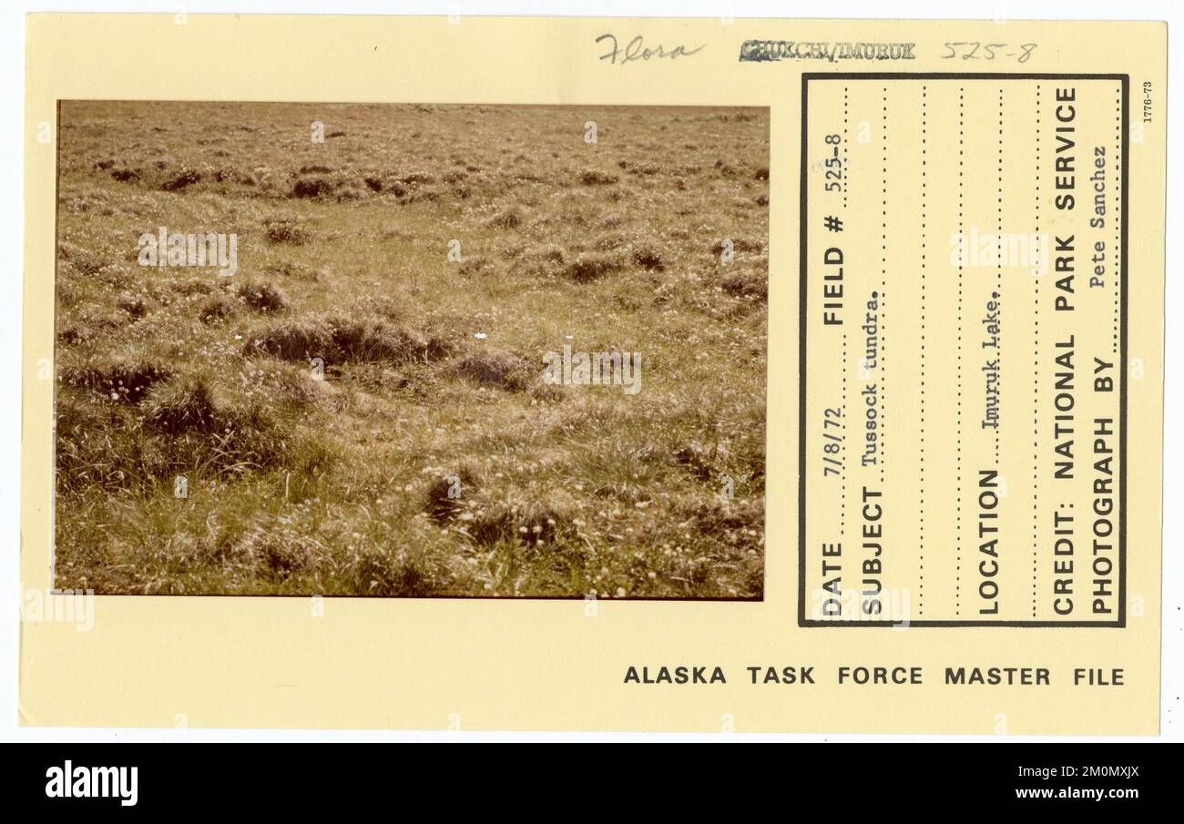 Tussock tundra. Alaska Task Force fotografie Foto Stock