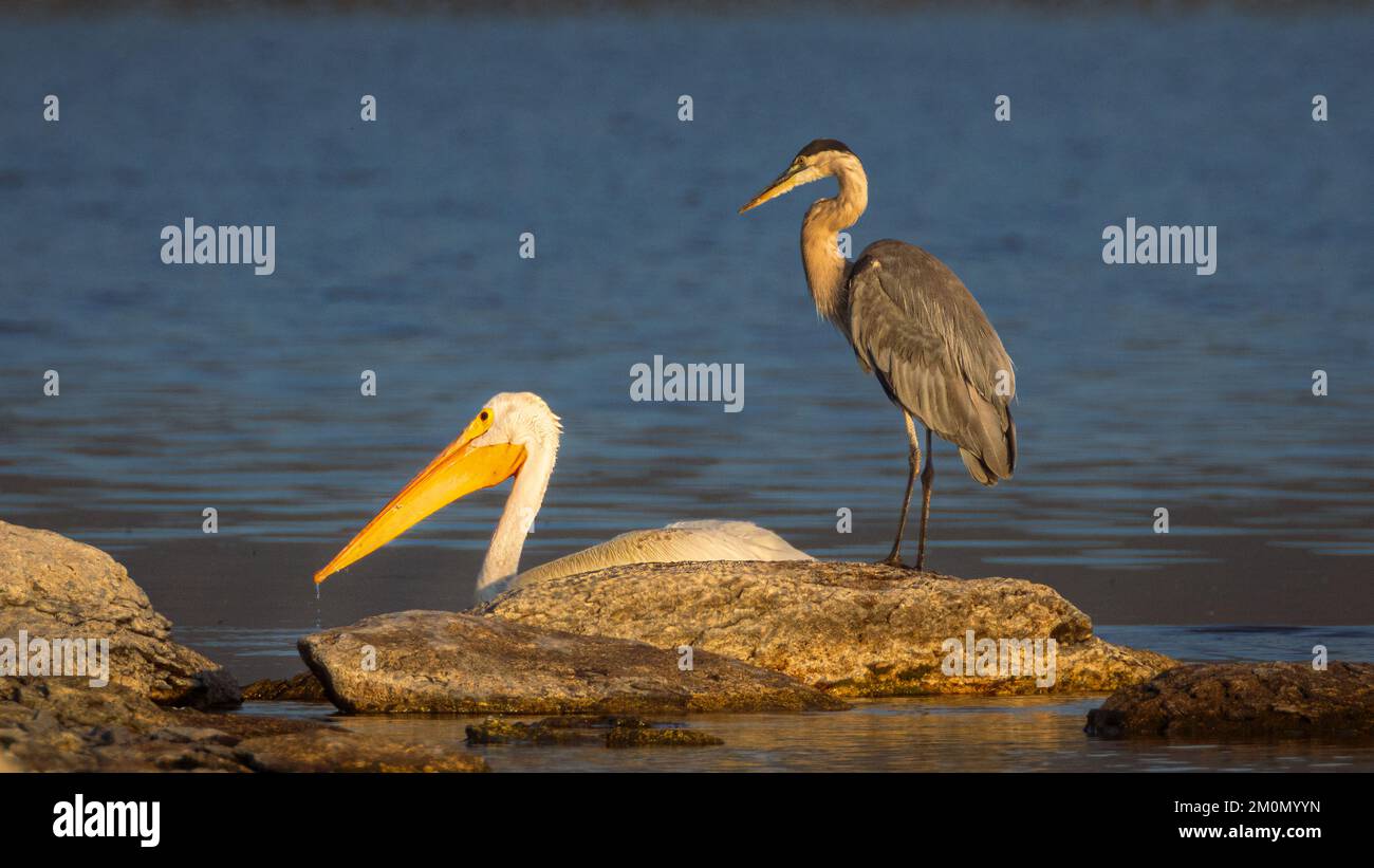 Un pellicano bianco (Pelecanus erythrorhynchos) che nuota da un grande airone blu (Ardea herodias). Fotografato a Eagle Lake nella contea di Lassen, California. Foto Stock