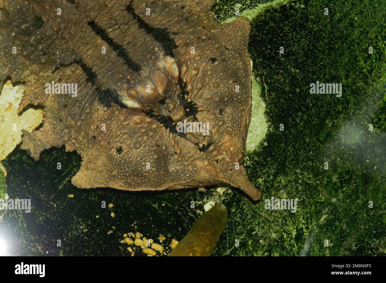 Il Matamata (Chelus fimbriata) in acqua Foto Stock