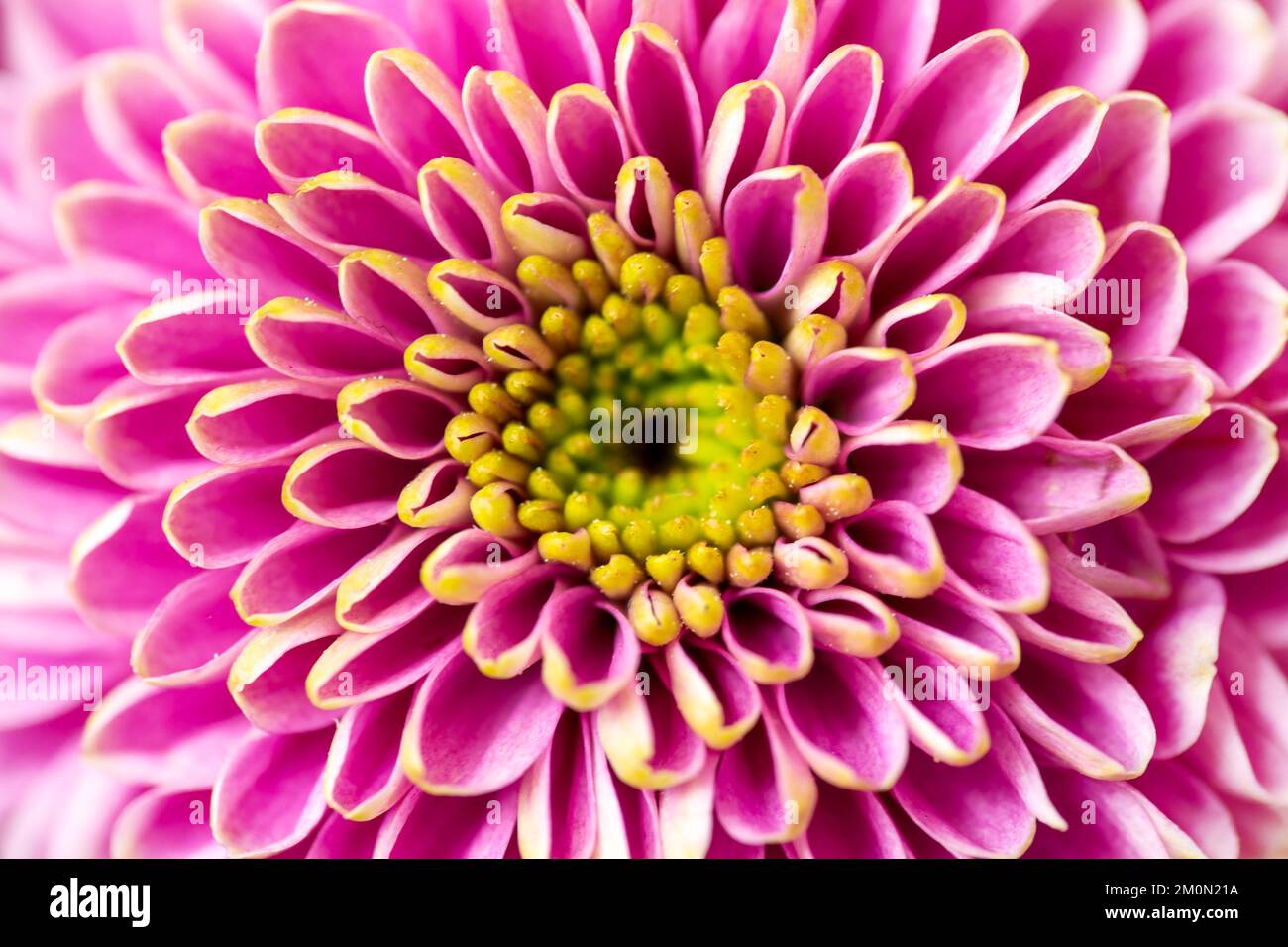 Primo piano di un fiore rosa dalhia, sfondo astratto floreale simmetrico Foto Stock