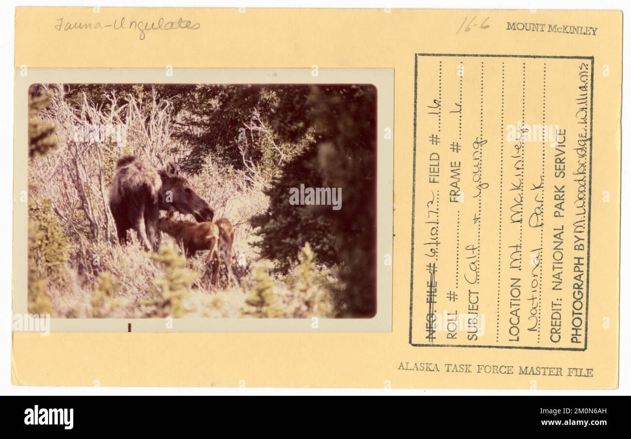 Vitello e giovane. Alaska Task Force fotografie Foto Stock