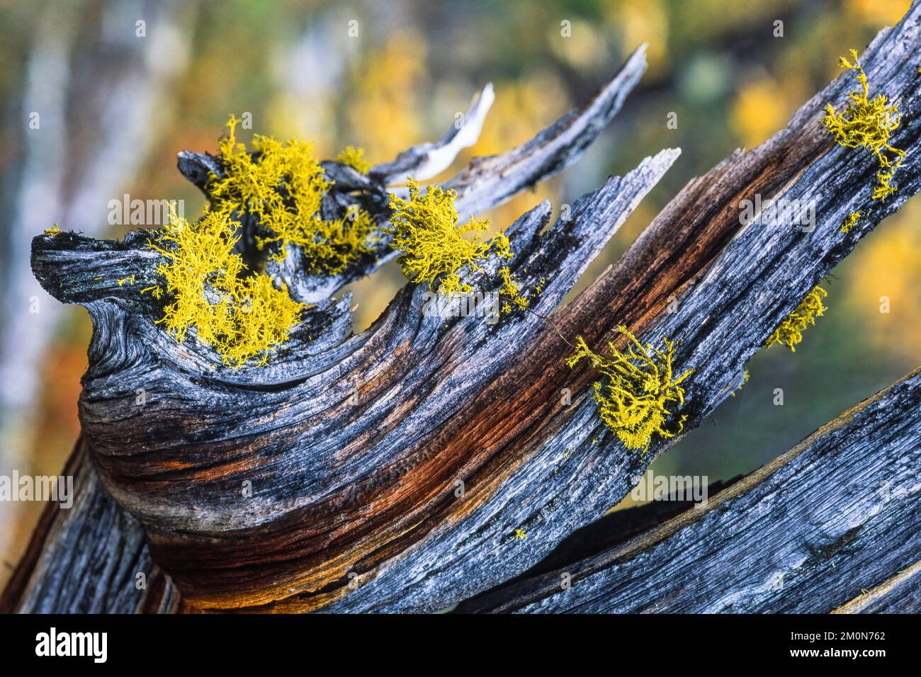 Lupo lichen su un vecchio albero snag Foto Stock