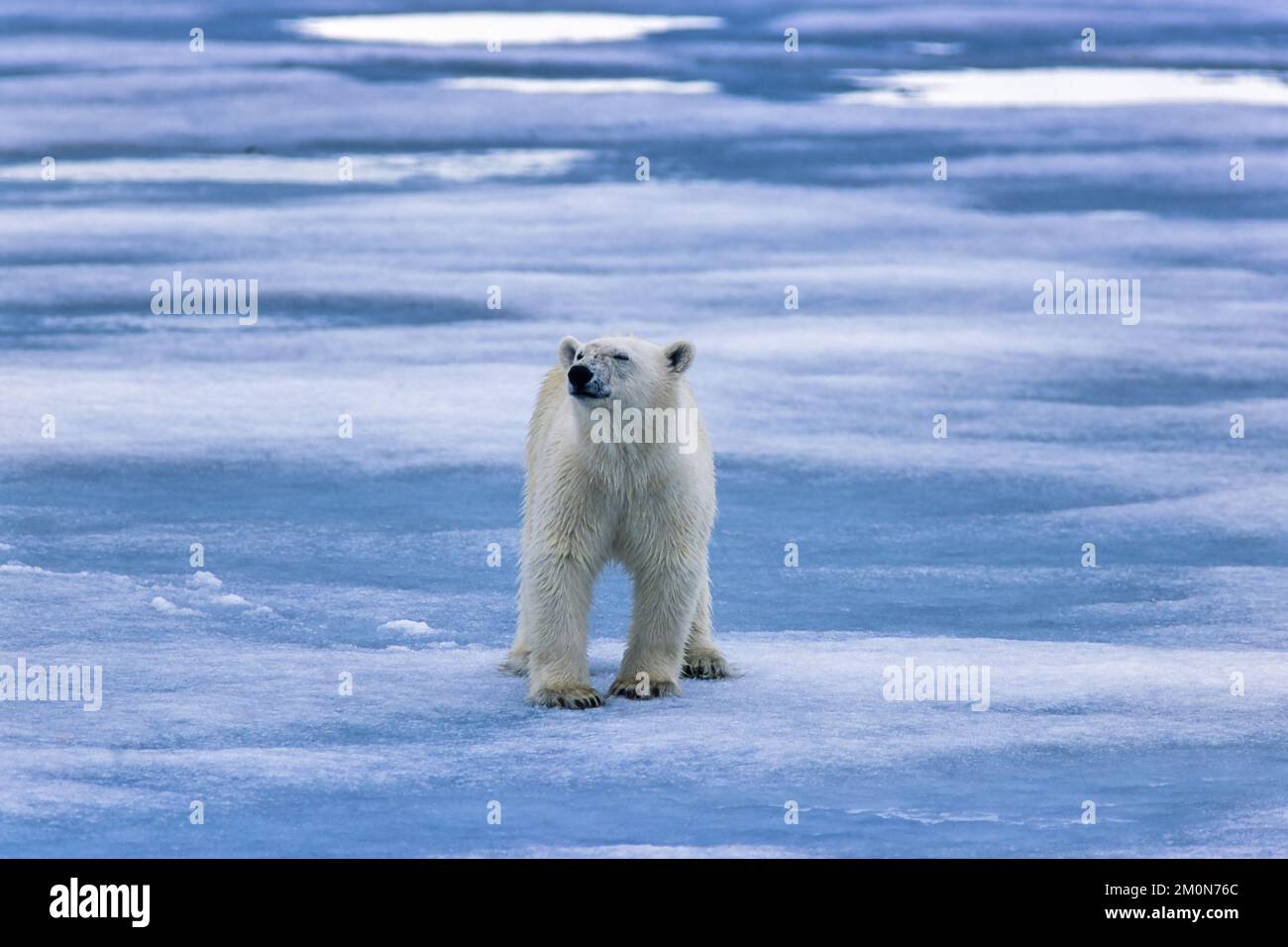 Orso polare sul ghiaccio marino e sniffing nell'aria Foto Stock