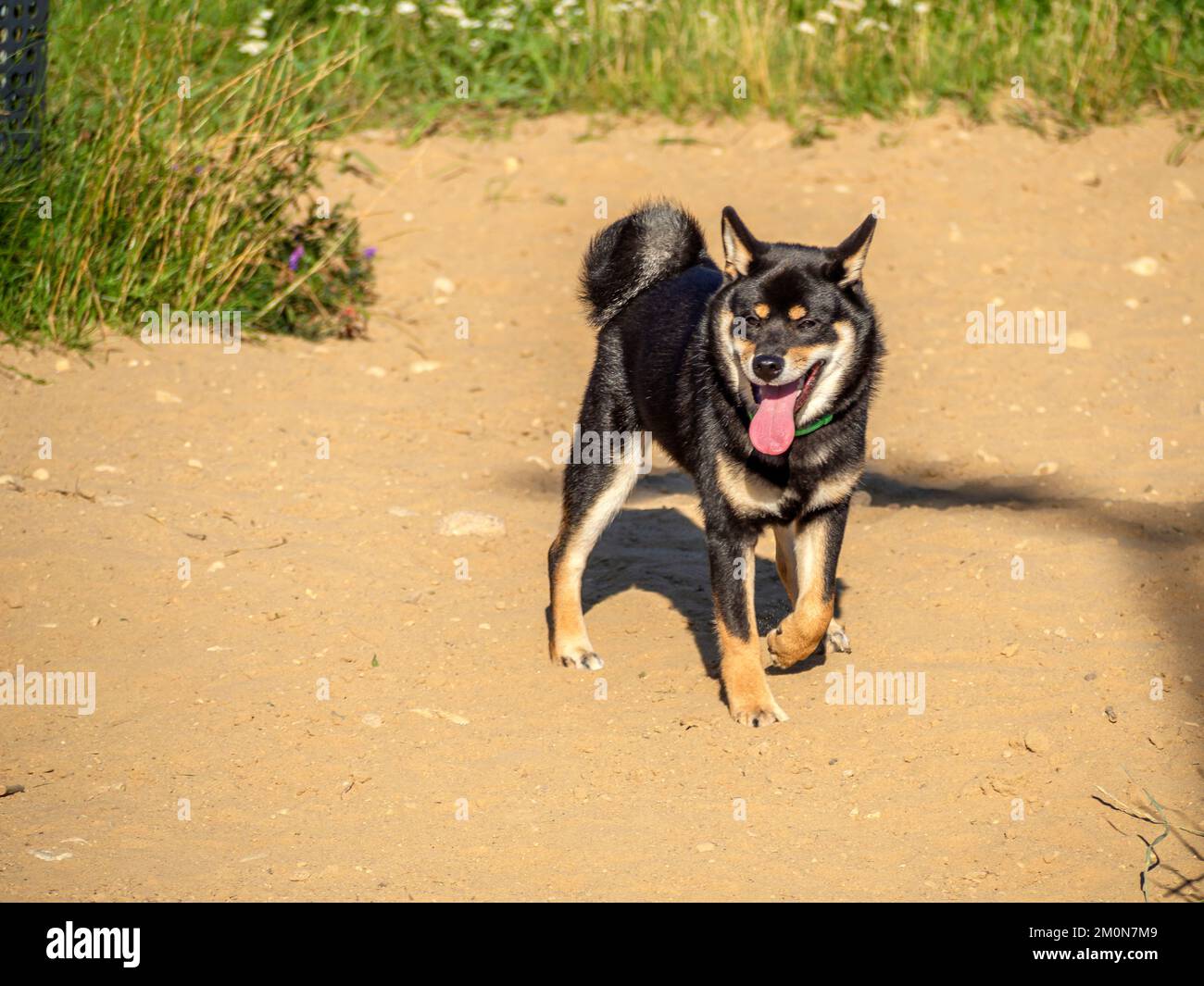 Shiba Inu gioca sul parco giochi per cani nel parco. Carino cane di razza shiba inu camminare in natura in estate. Camminare all'aperto. Foto Stock