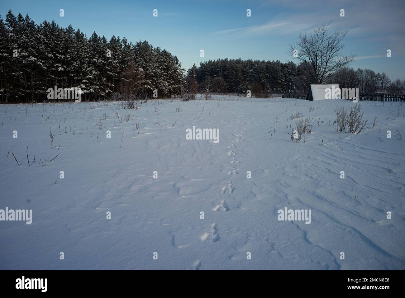 Lepre piste nella neve. Tracce di lepre nel campo vanno alla foresta. Foto Stock