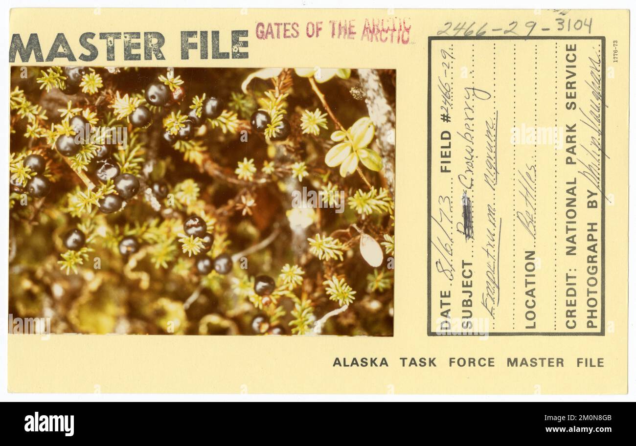 Nigrum di Empetrum di Crowberry. Alaska Task Force fotografie Foto Stock