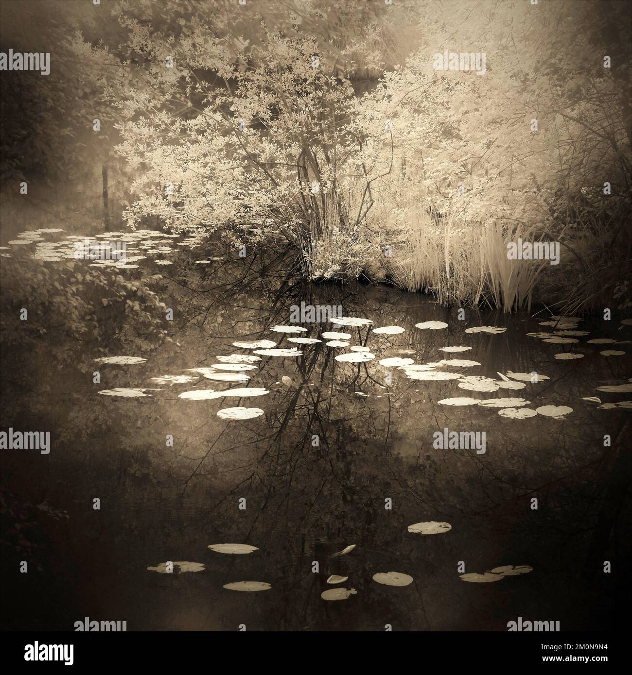 Seppia in bianco e nero fotographia infrarossa di piscina boschiva con riflessi di vegetazione presi in campagna e foreste AONB Foto Stock