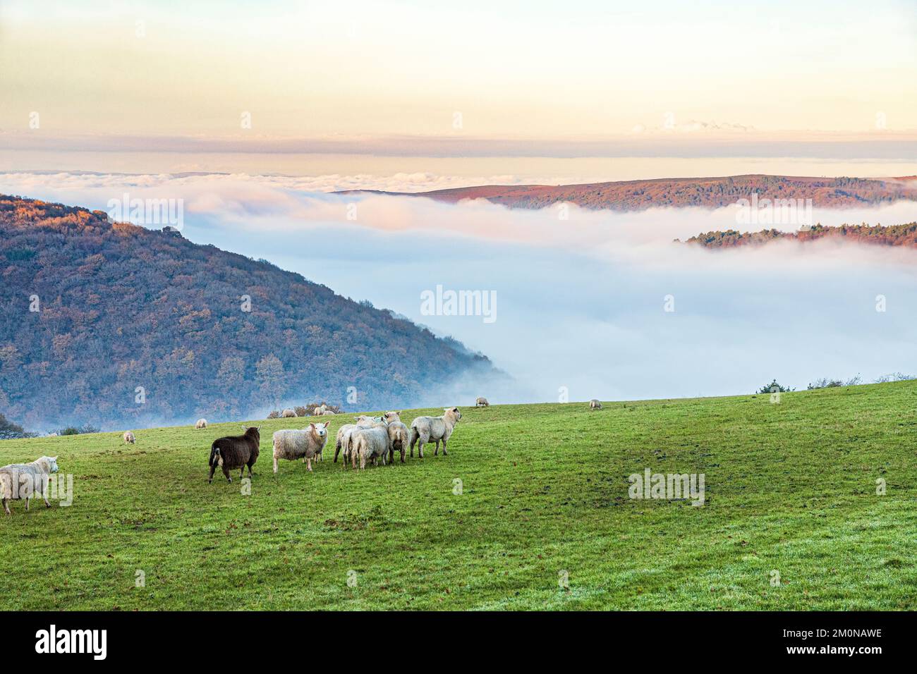 Pecore pascolano in un campo che si affaccia sulla valle piena di nebbia di Horner Water a Bossington Hill e Minehead North Hill su Exmoor a Cloutsham UK Foto Stock