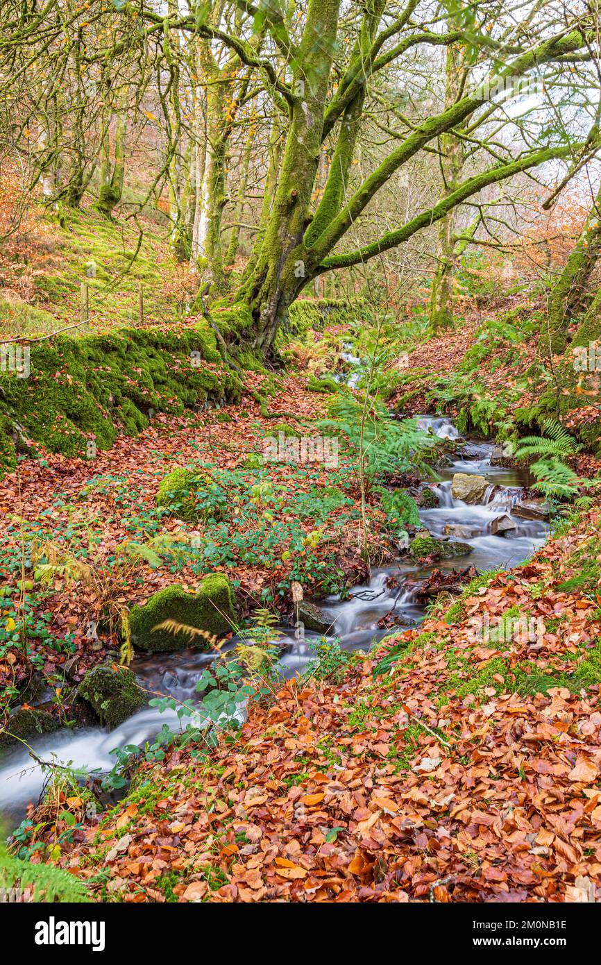 Il faggio d'autunno parte accanto al ruscello che attraversa Lilleycombe per raggiungere Weir Water al Robbers Bridge nel Parco Nazionale Exmoor vicino a Oare, Somerset UK Foto Stock