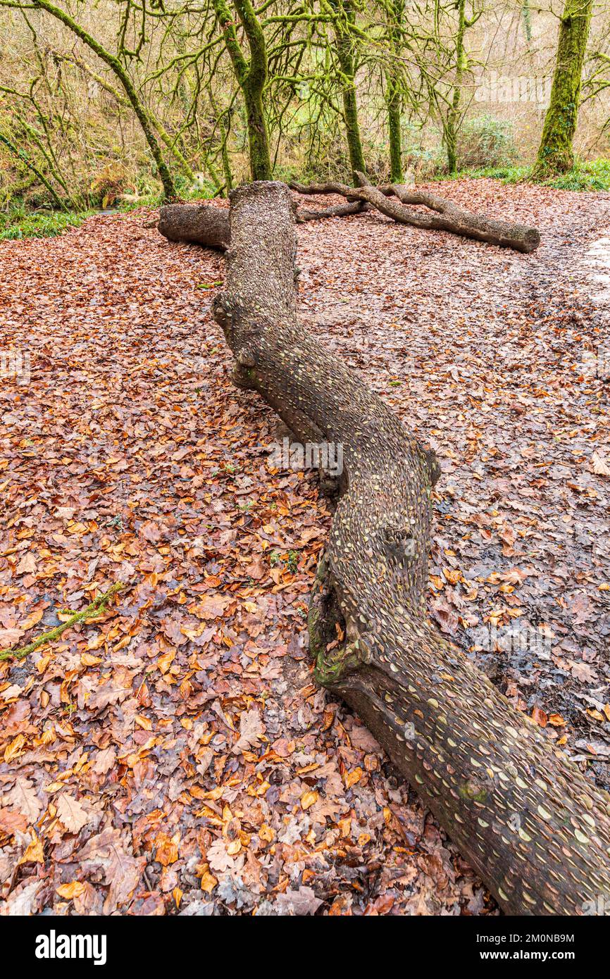 Un albero desideroso costellato di monete accanto al fiume Barle che scorre attraverso Tarr Steps Woodland National Nature Reserve in Exmoor National Park UK Foto Stock