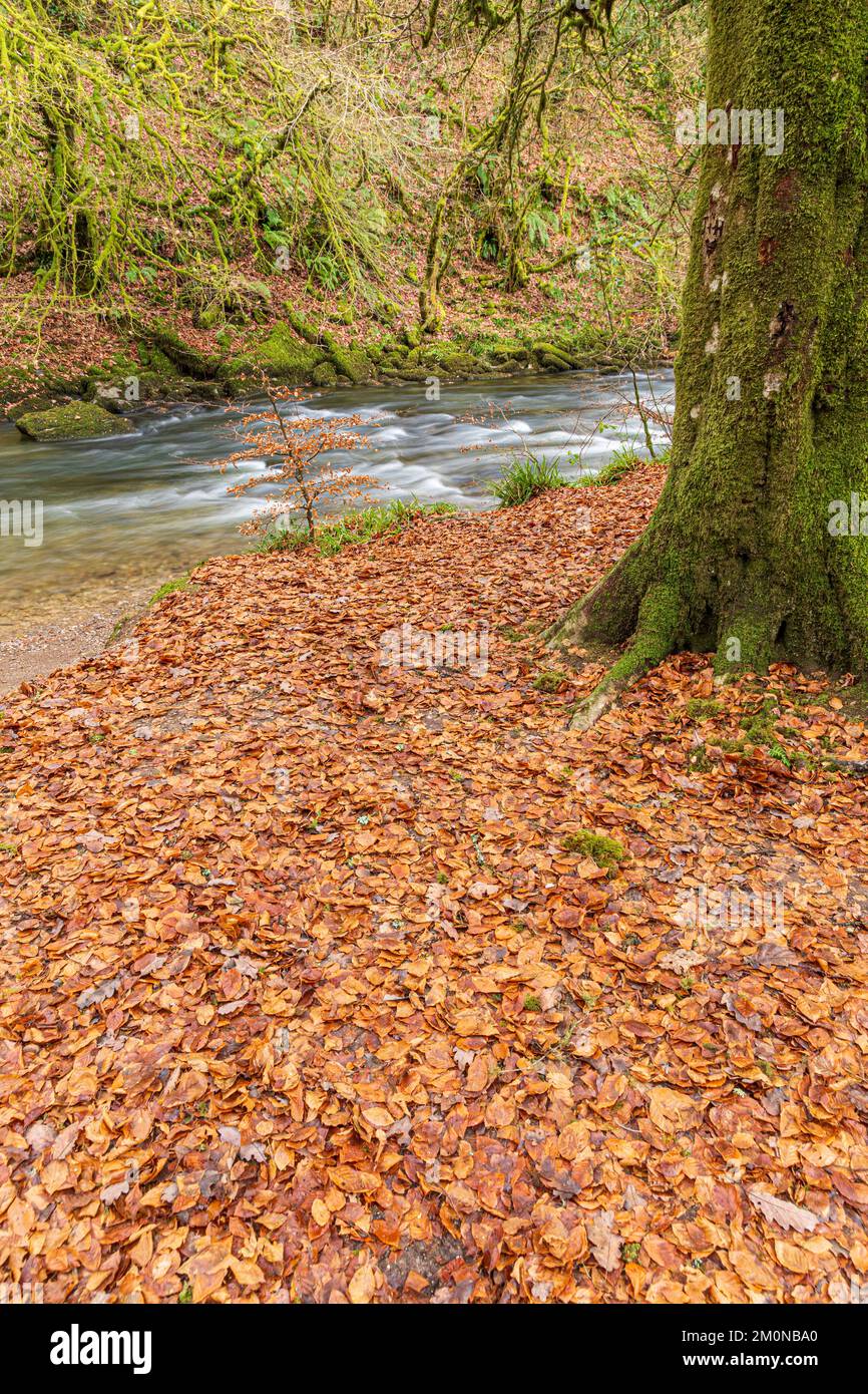Foglie di faggio autunnale accanto al fiume Barle che scorre attraverso Tarr Steps Woodland National Nature Reserve nel Parco Nazionale di Exmoor vicino a Liscombe, Somerset Foto Stock