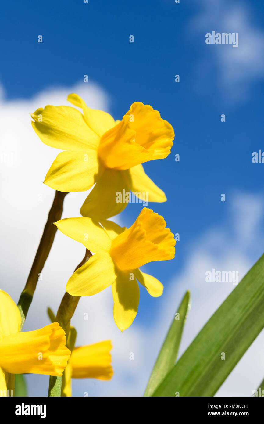 Narcisi all'aperto contro un cielo blu con nuvole bianche dal basso in primo piano che mostrano fiori gialli Foto Stock