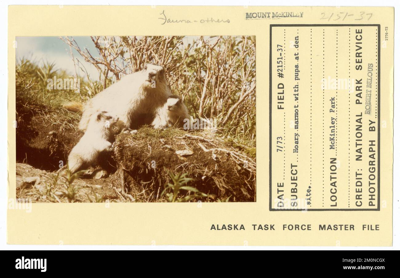 Marmotta di hoary con i cuccioli al luogo del den. Alaska Task Force fotografie Foto Stock