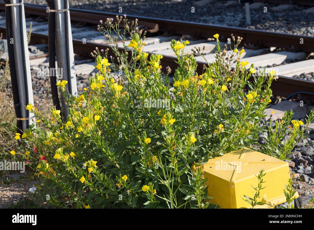 Nachtkerze, Nachtkerzen, an Bahngleiß, Bahngleis, Bahngleisen, Bahnschienen, Oenotera, Oenotera spec., Primula serale, Primula serale, Sera s Foto Stock