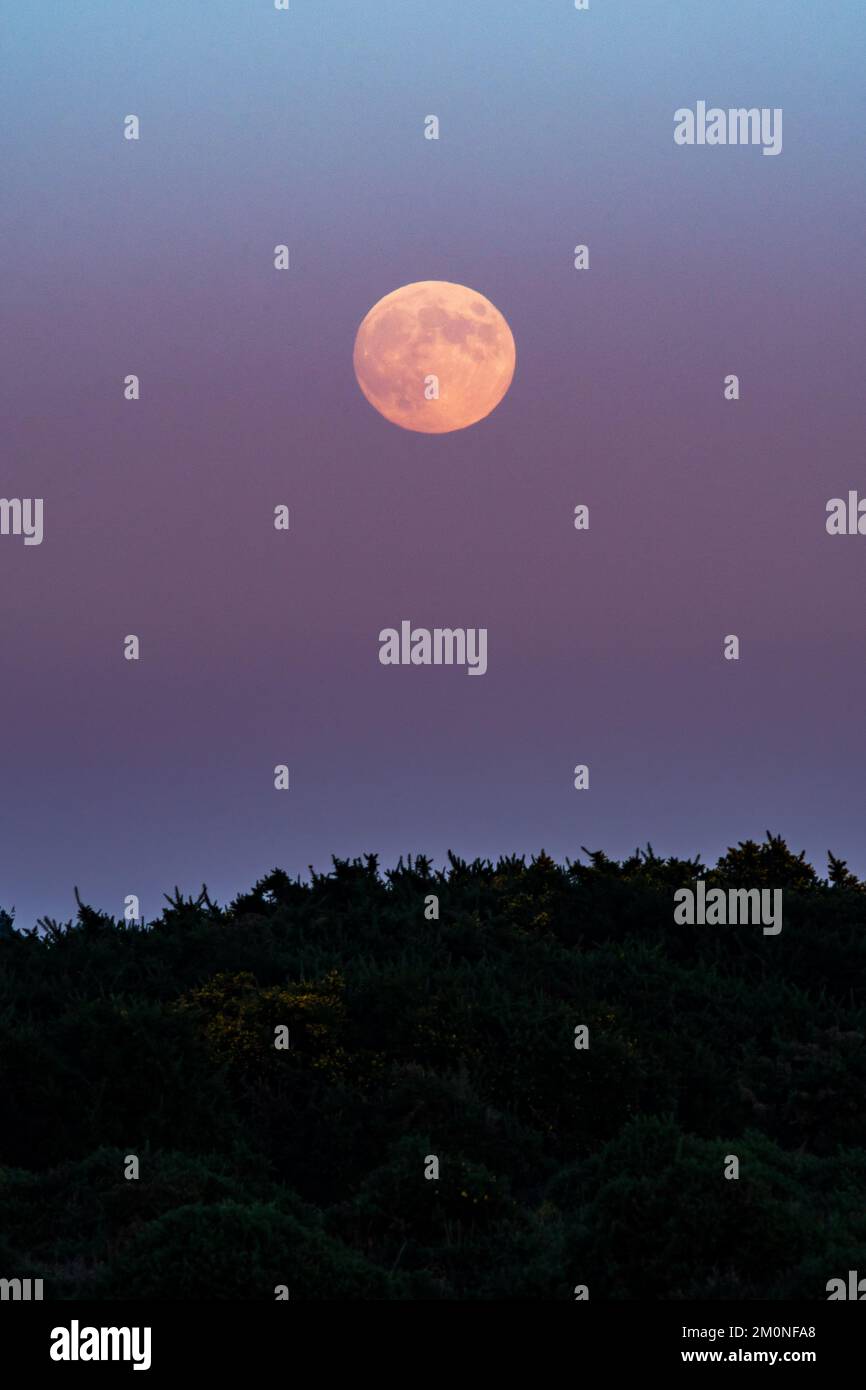 Hampton Ridge, Frogham, New Forest, Hampshire, Regno Unito, 7th dicembre 2022. La luna piena di dicembre, chiamata luna fredda, sorge a est proprio come il sole tramonta a ovest e come le temperature precipitano verso lo zero su quella che sarà la notte più fredda dell'inverno finora. Credit: Paul Biggins/Alamy Live News Foto Stock