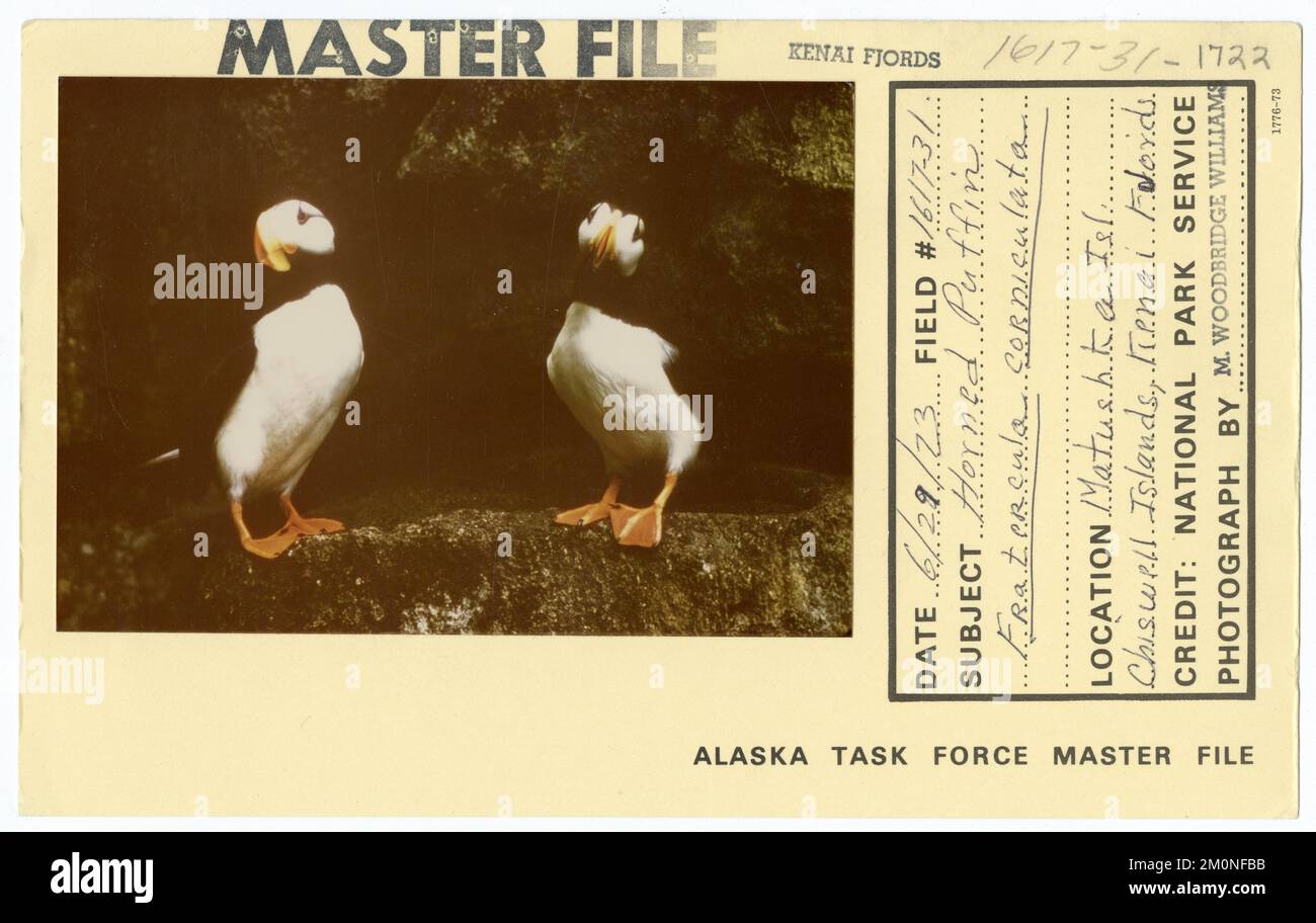 Corniculata di puffin cornuto Fratercula corniculata. Alaska Task Force fotografie Foto Stock