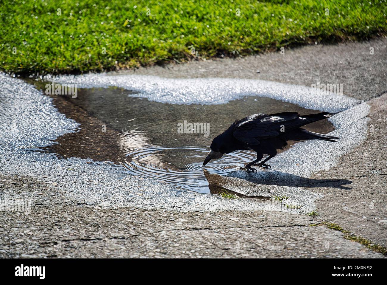 Rook (Corvus frugilegus) acqua potabile da una pozza di pioggia, Irlanda, Europa Foto Stock