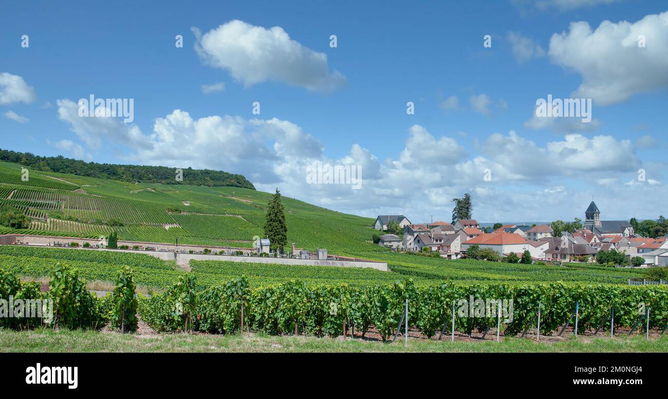 Vigneto paesaggio in Oger, regione Champagne vicino a Epernay, Francia Foto Stock