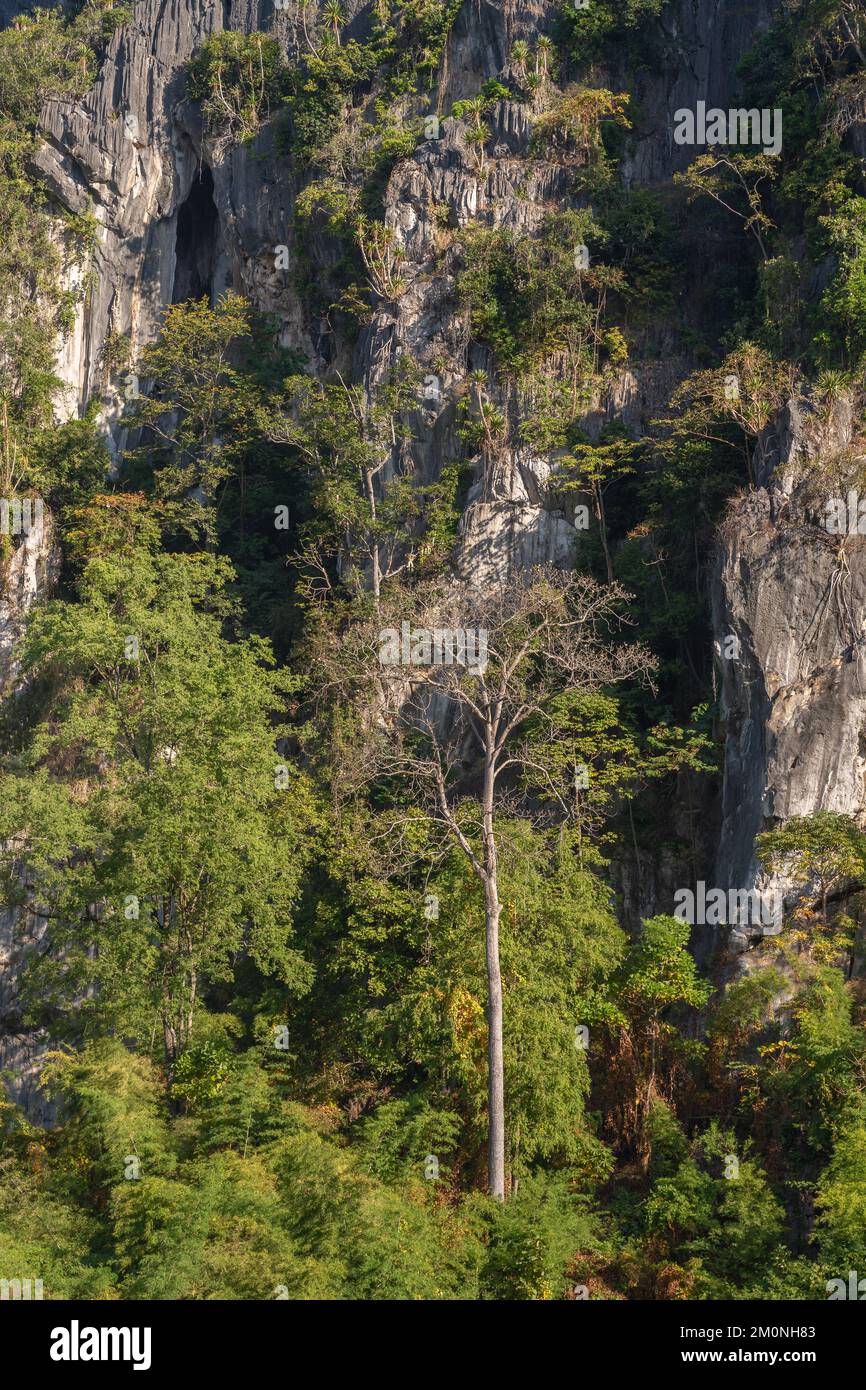 Vista panoramica mattutina di lussureggianti alberi tropicali alla luce del sole che crescono su uno sfondo di roccia calcarea nella valle panoramica, Chiang Dao, Chiang mai, Thailandia Foto Stock