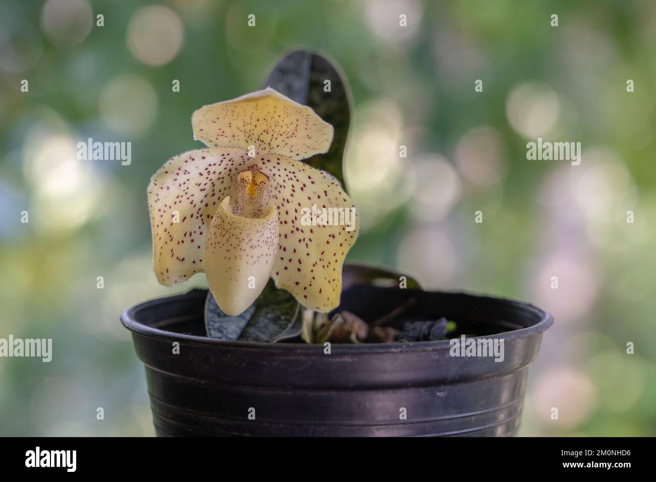 Primo piano vista di bel giallo con puntini rossi fiore di lady slipper orchidea specie paphiopedilum colore isolato su sfondo naturale Foto Stock