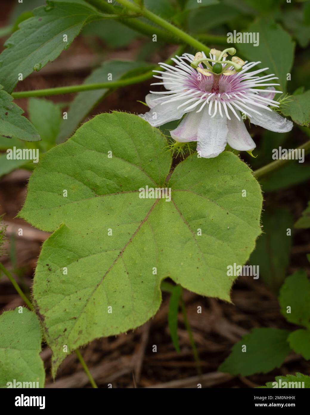 Primo piano vista verticale di un fiore bianco e viola e di una foglia di passiflora selvatica, la vite di fostida, nota anche come fiore di passionflower su sfondo naturale Foto Stock