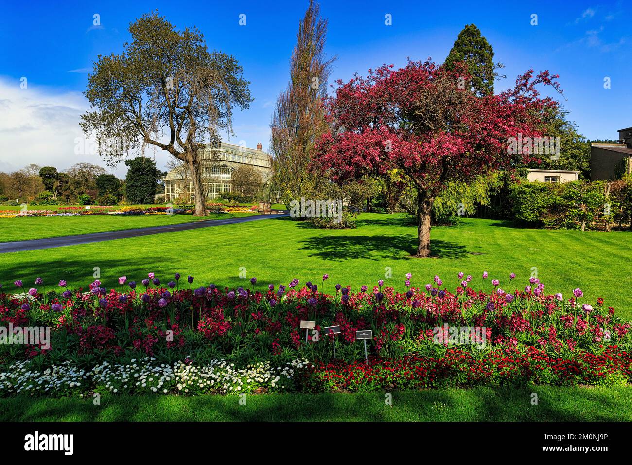 Aiuole, Giardino Botanico in primavera, clima soleggiato, Dublino, Irlanda, Europa Foto Stock