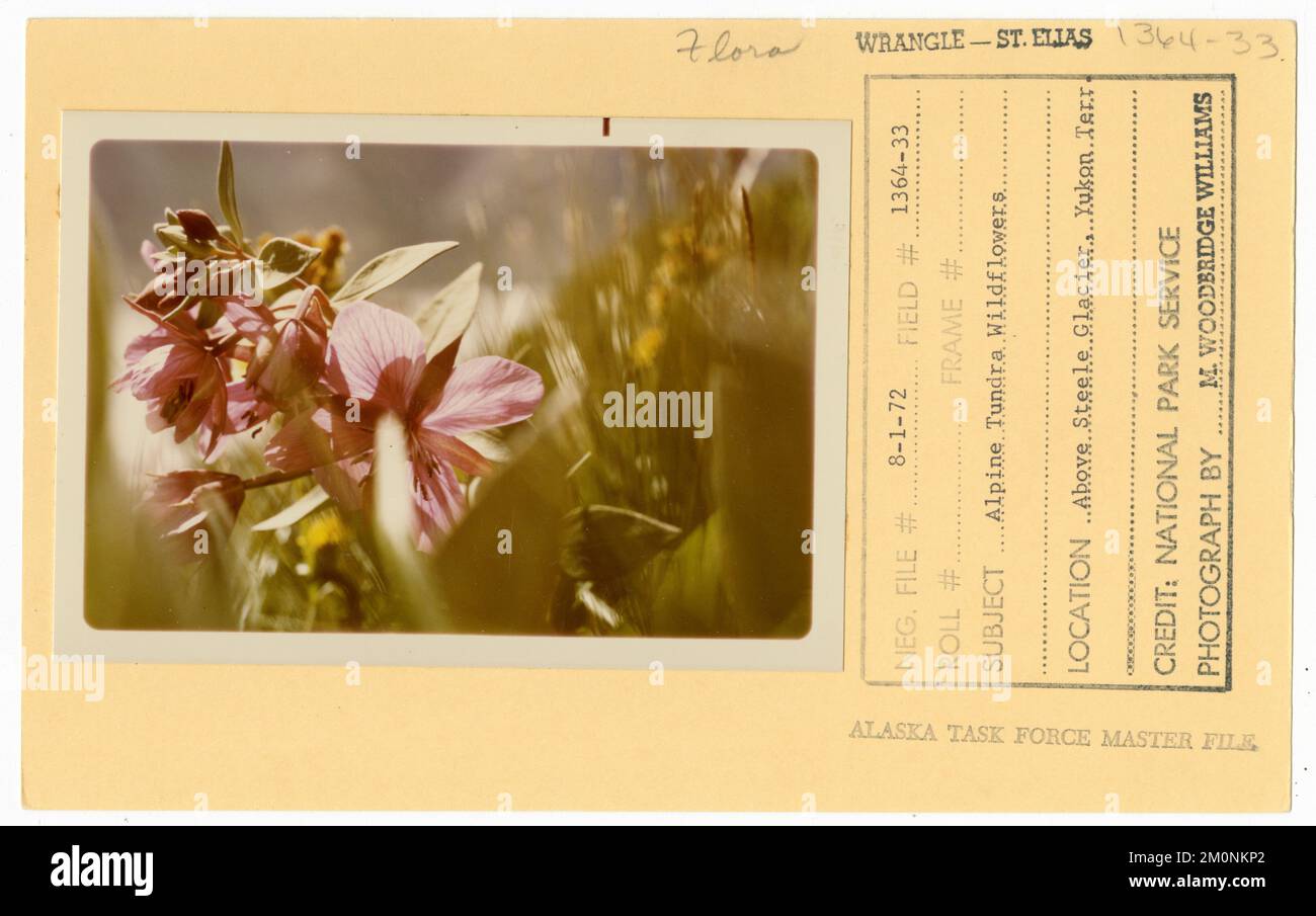 Fiori selvatici di tundra alpina. Alaska Task Force fotografie Foto Stock
