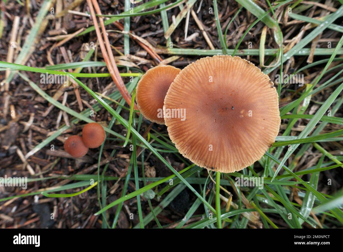Gruppo autunnale di funghi in Sicilia, Parco dell'Etna, Italia Foto Stock