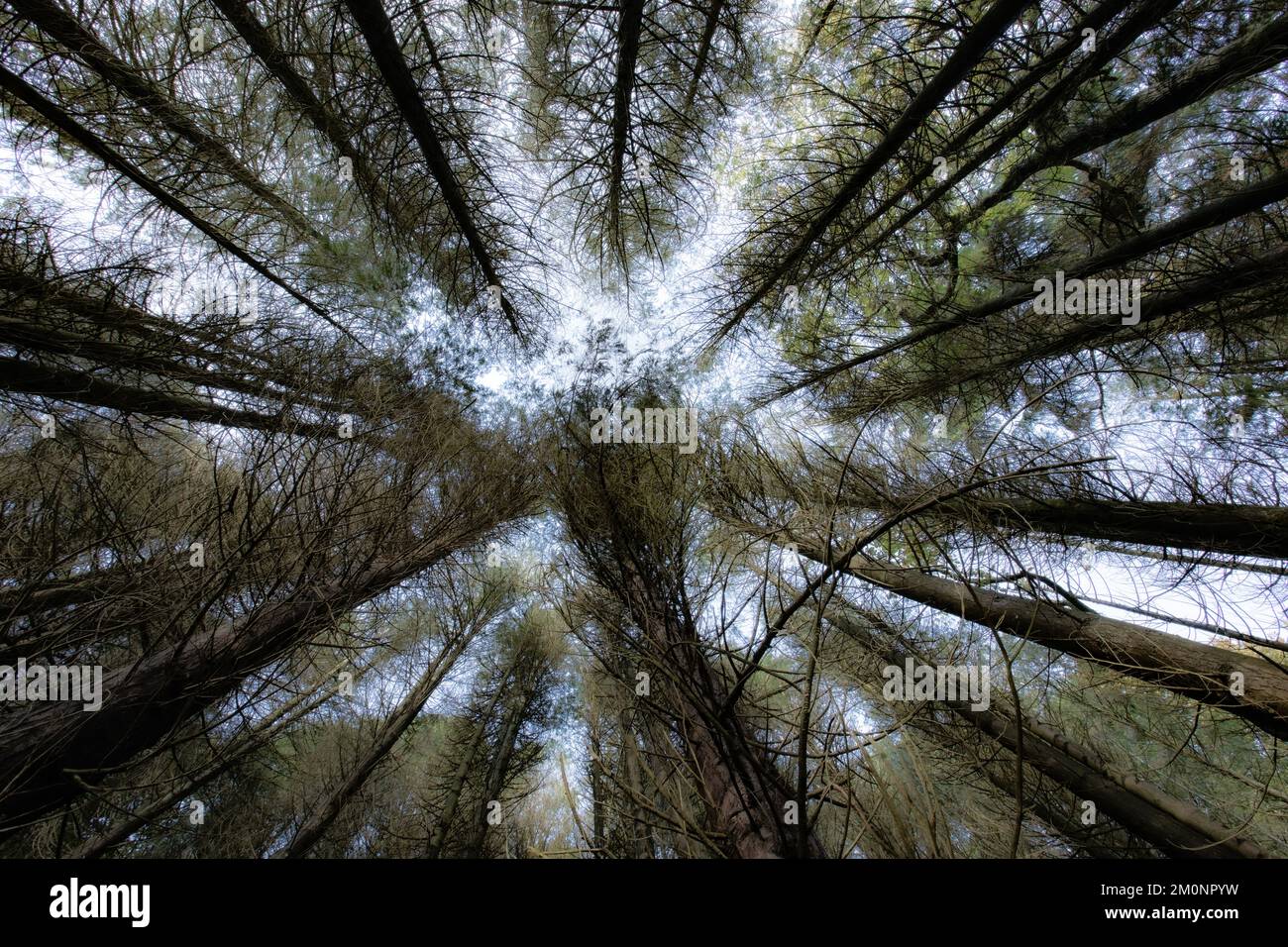 Guardando il cielo attraverso pini Foto Stock
