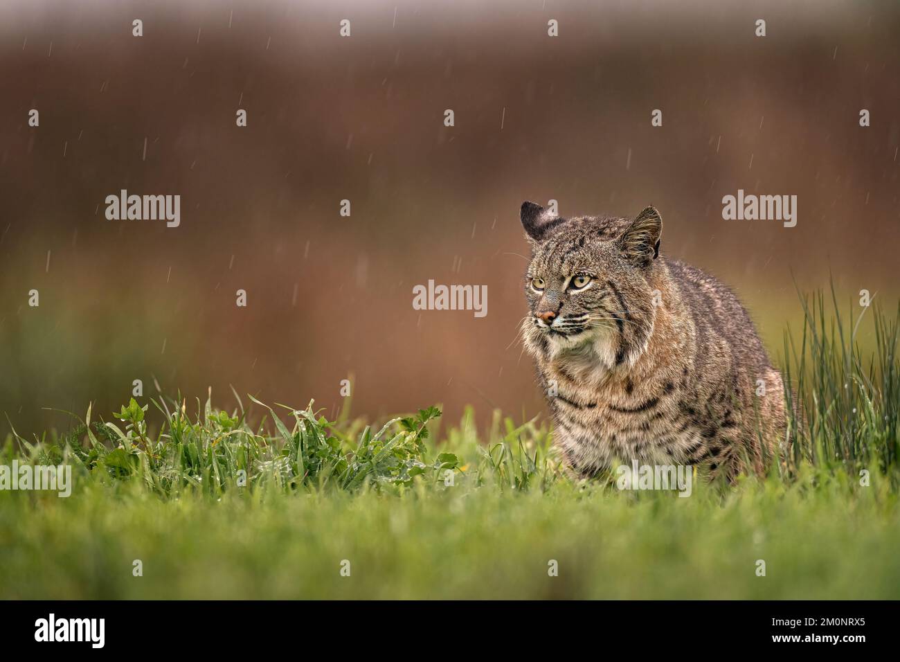 Bobcat sotto la pioggia Foto Stock