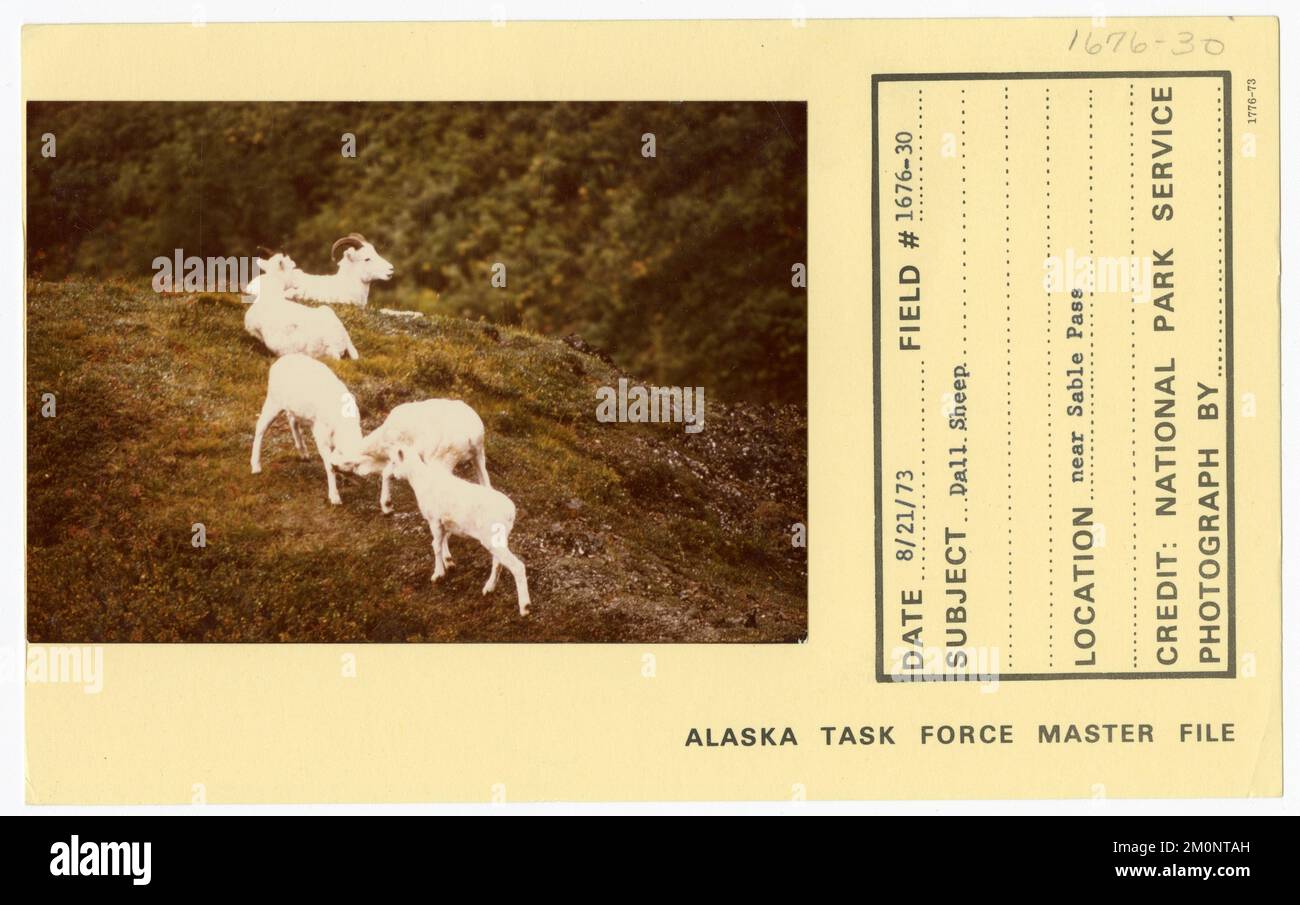 Pecora di dall. Alaska Task Force fotografie Foto Stock