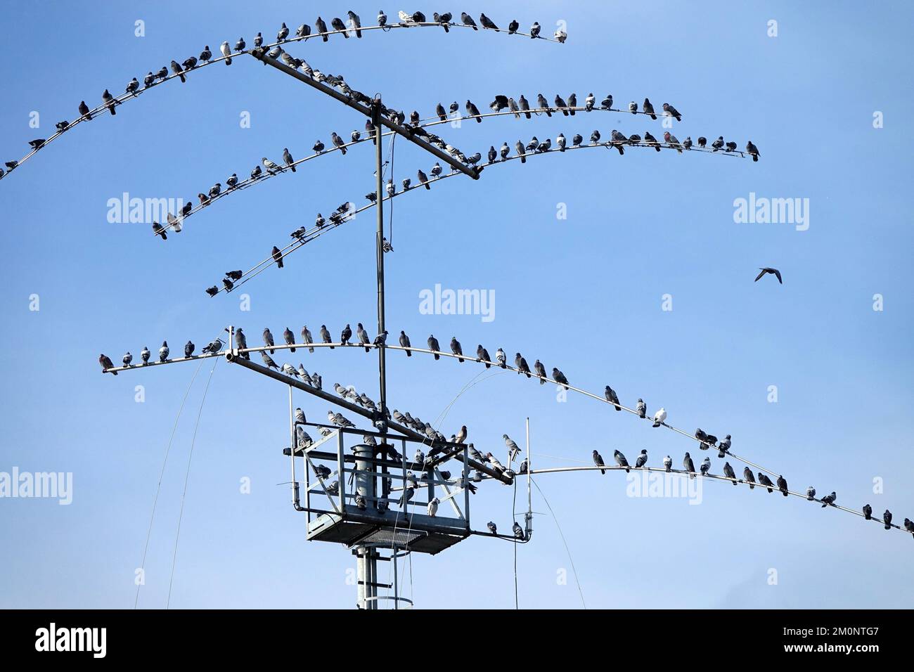 Uccelli raccolti: Un gregge di molti piccioni appollaiati su un'antenna televisiva Foto Stock