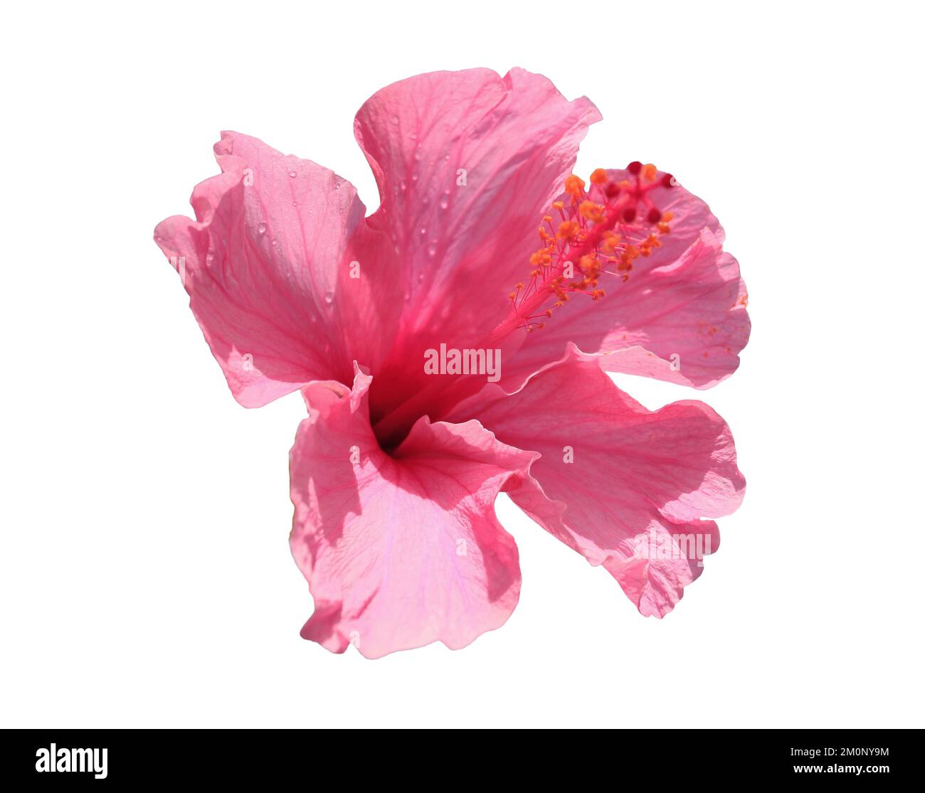 Ibisco rosa in fiore isolato su sfondo bianco Foto Stock