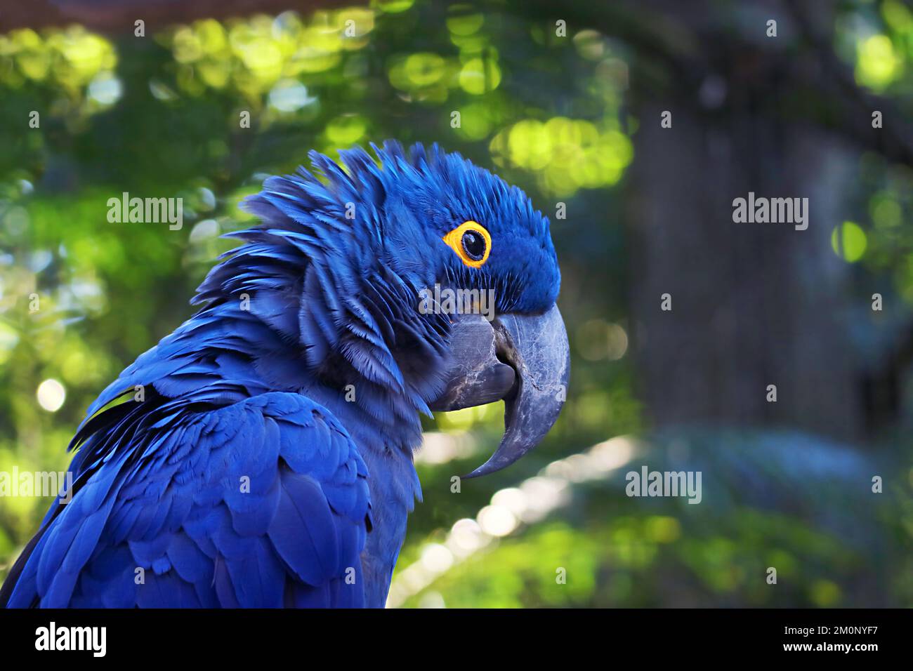 Una bella e vivace Hyacinth Macaw blu con una foresta verde sfocata sullo sfondo Foto Stock