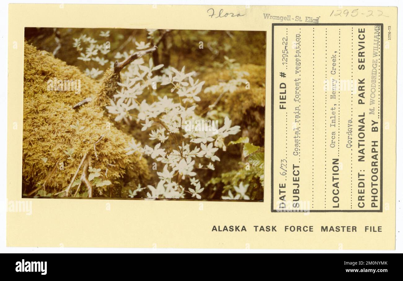 Vegetazione foresta pluviale costiera. Alaska Task Force fotografie Foto Stock