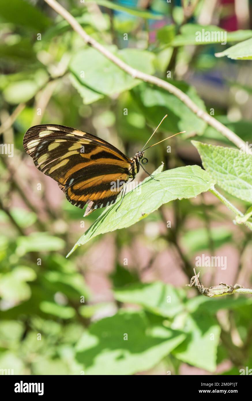 Tiger Heliconian (Heliconius ismenius), che si sta preparando a Xalapa, in Messico Foto Stock