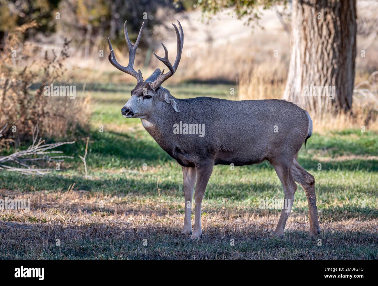 I cervi mulattieri si trovano a Canon City, Colorado, un'area conosciuta per la sua fitta popolazione urbana di cervi e per i frequenti incontri tra uomini e fauna selvatica. Foto Stock I cervi mulattieri si trovano a Canon City, Colorado, un'area conosciuta per la sua fitta popolazione urbana di cervi e per i frequenti incontri tra uomini e fauna selvatica. Foto Stock