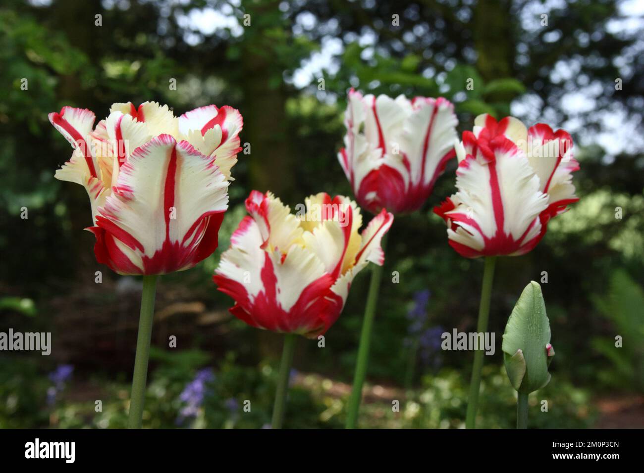 Tulip 'Flaming Parrot' nel giardino. Foto Stock