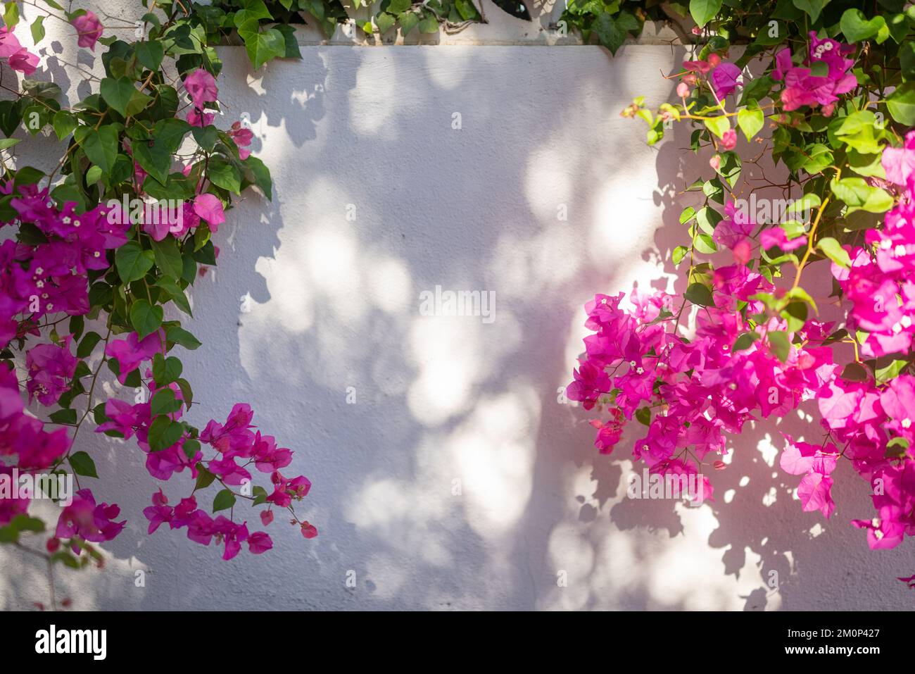Fiori rosa bougainvillea cornice su sfondo bianco parete nelle giornate di sole Foto Stock