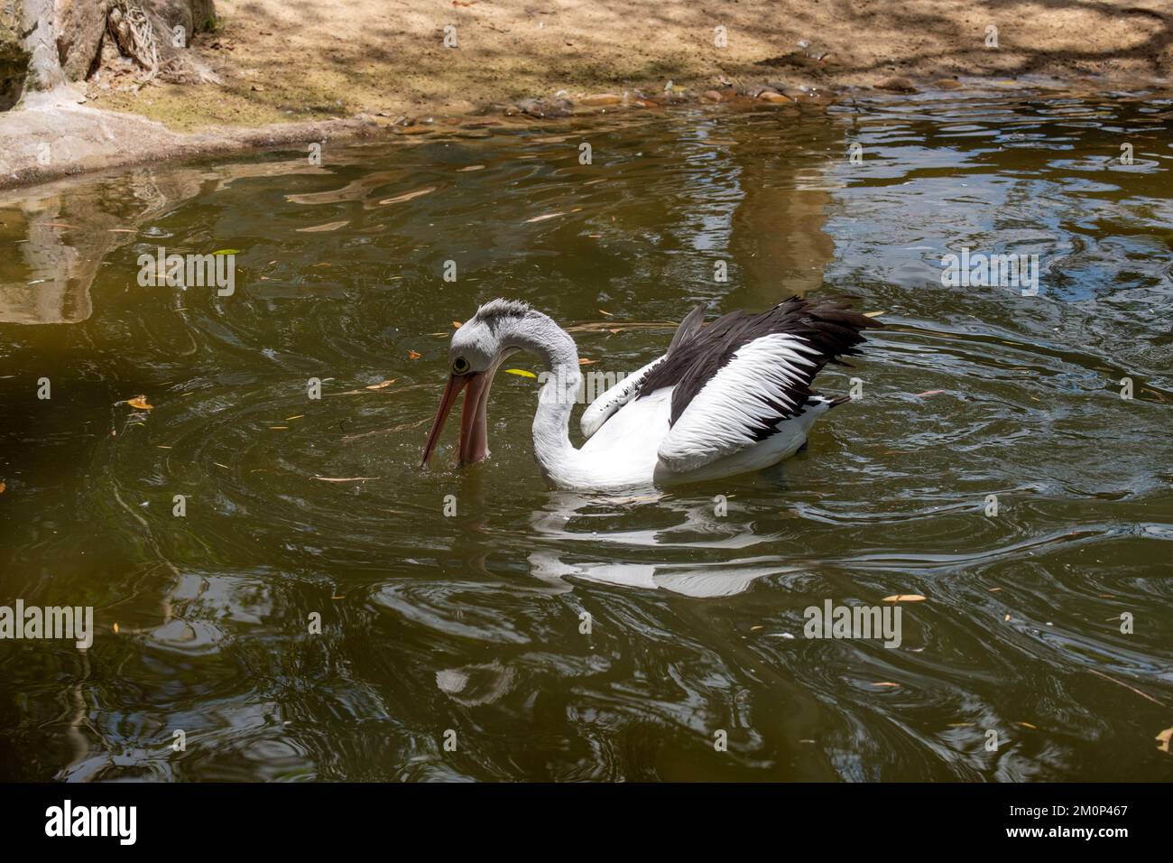 Pelican australiano (Pelecanus conspicillatus) trovare preda dall'acqua al Featherdale Wildlife Park a Sydney, NSW, Australia (Foto di Tara Chand Malh Foto Stock