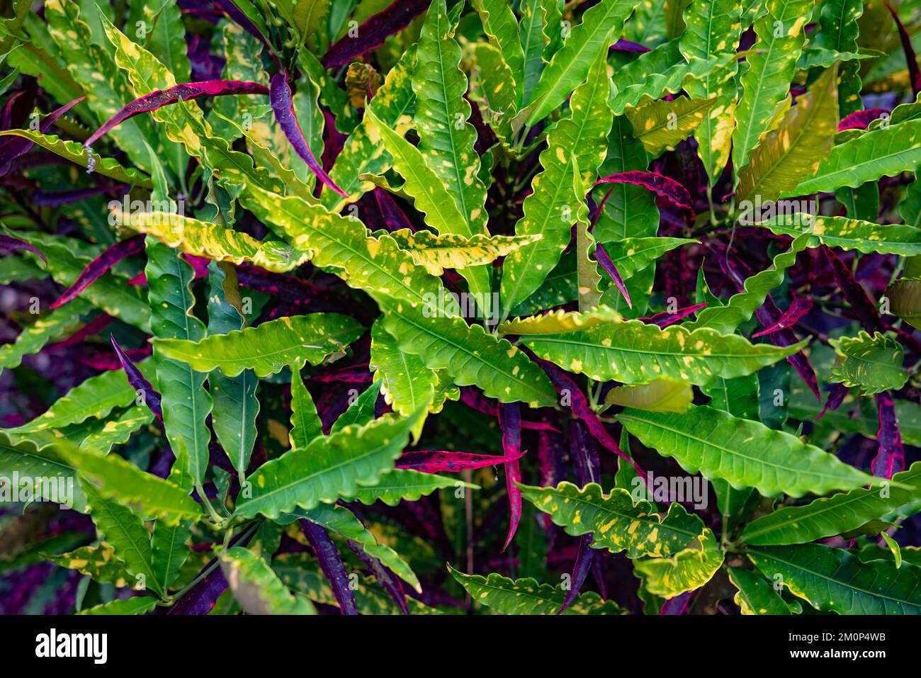 Insolite foglie di crostone con bordi ondulati e punte affilate. Foglie colorate sfondo Foto Stock